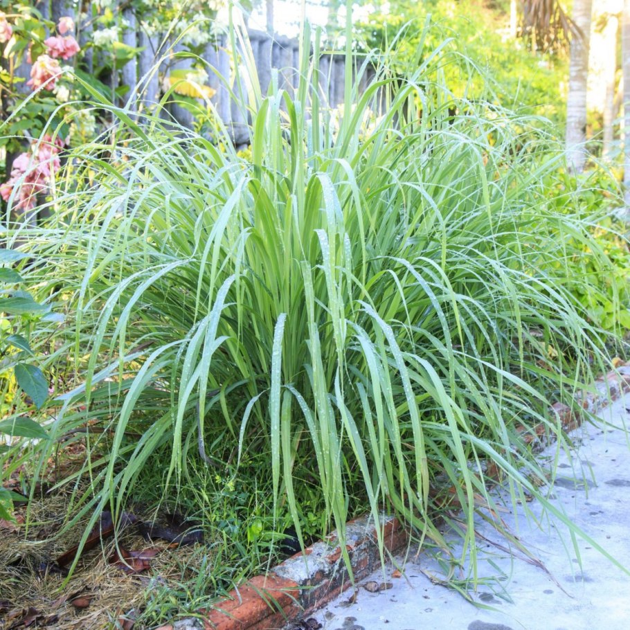 Cymbopogon flexuosus Лемонграсс сухая