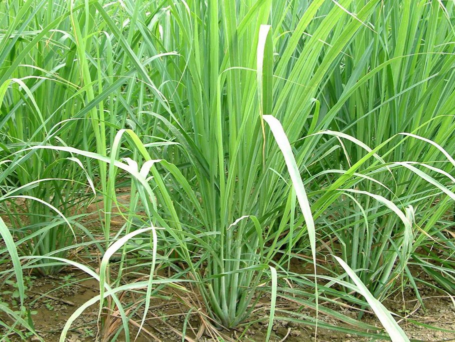 Трава Лемонграсс