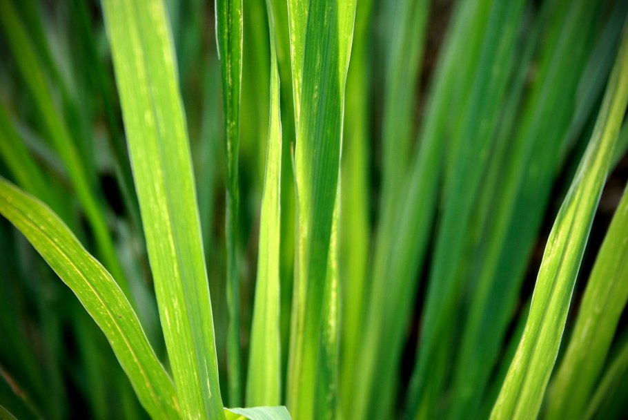 Acorus calamus
