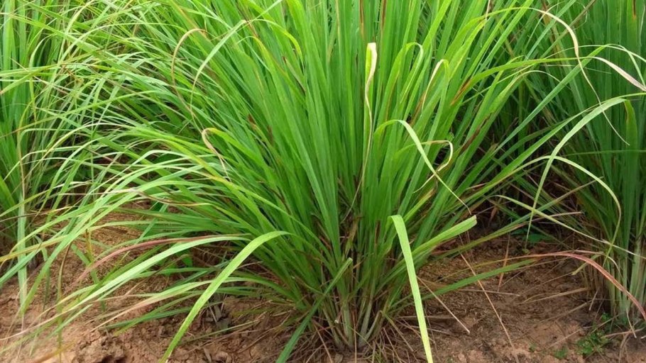 Цитронелла метельчатая