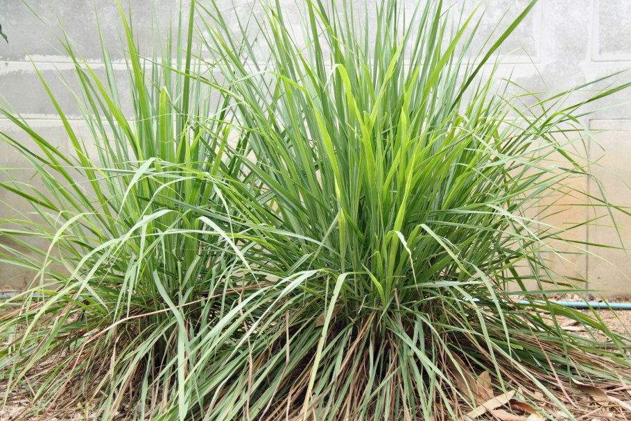 Cymbopogon flexuosus