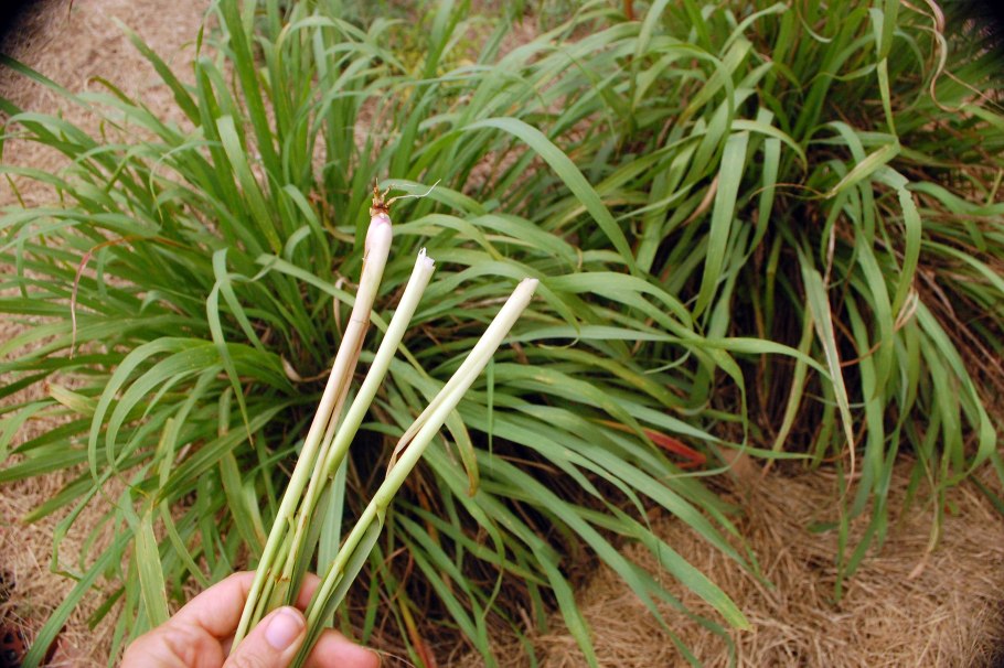 Лемонграсс растение