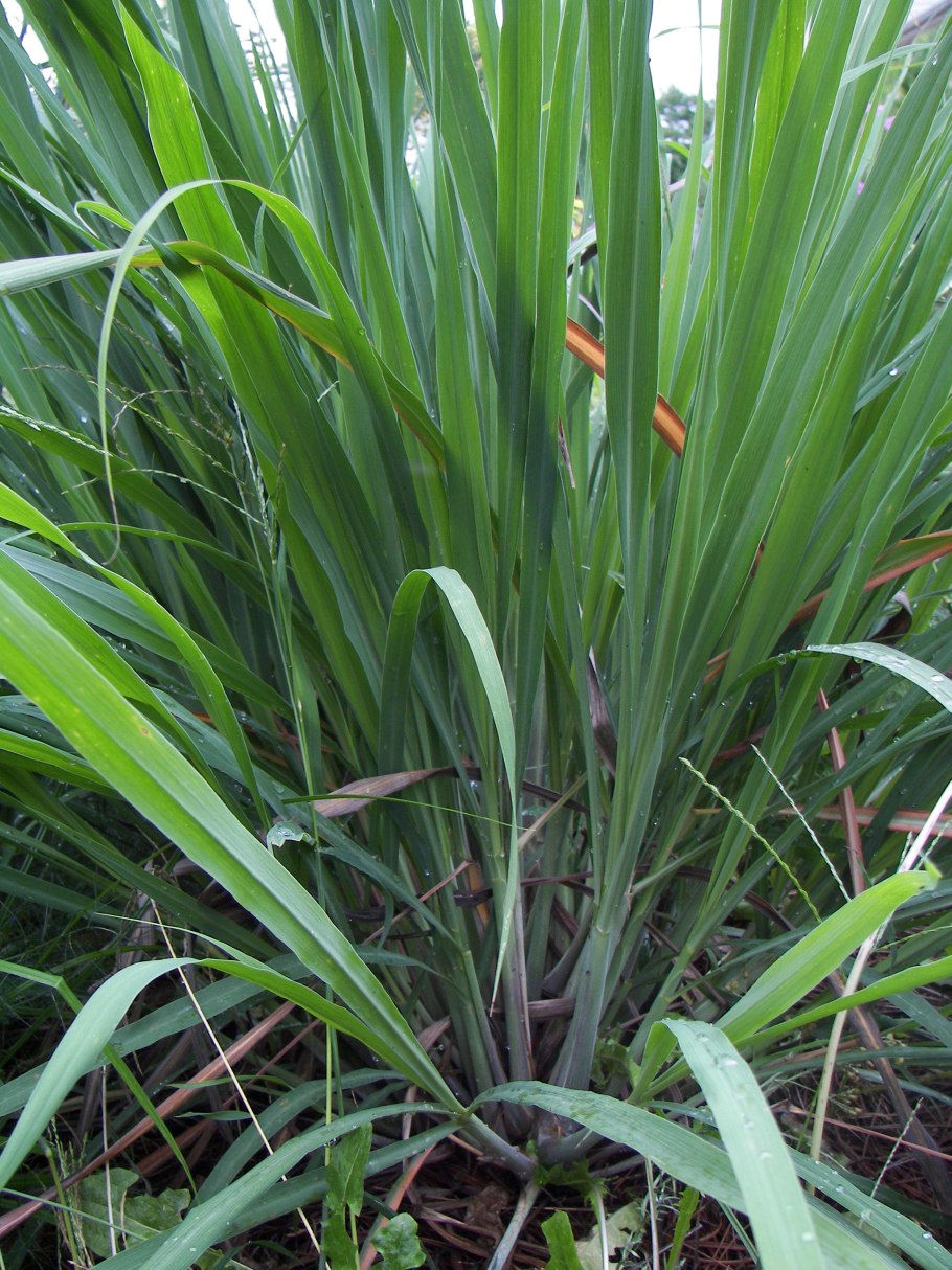 Лемонграсс цветение