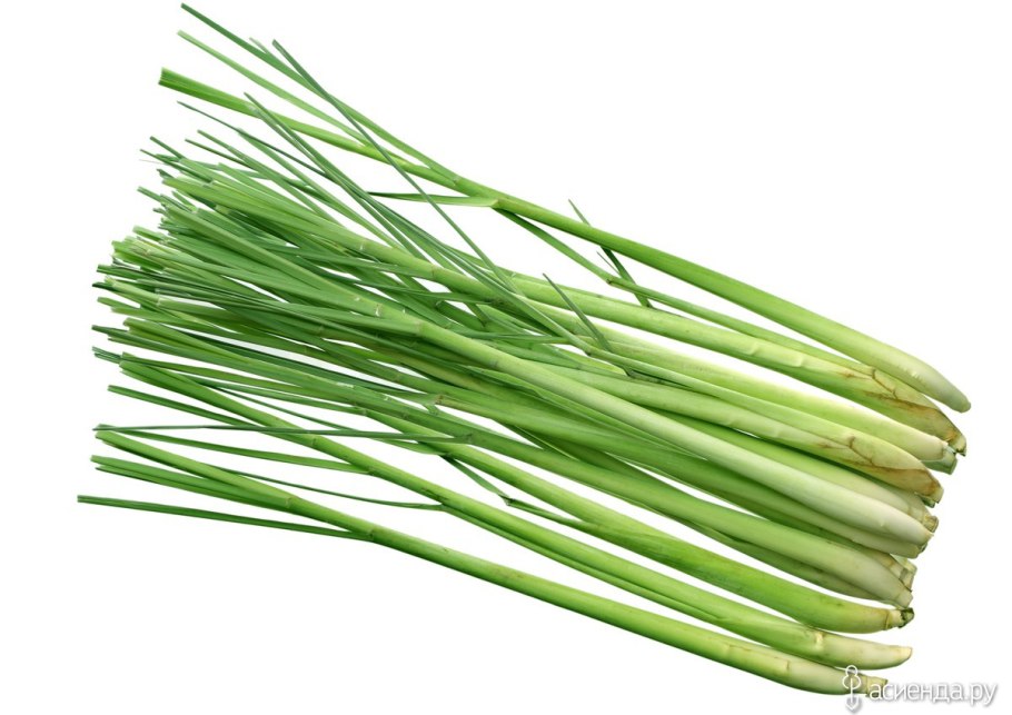 Цимбопогон Лемонграсс