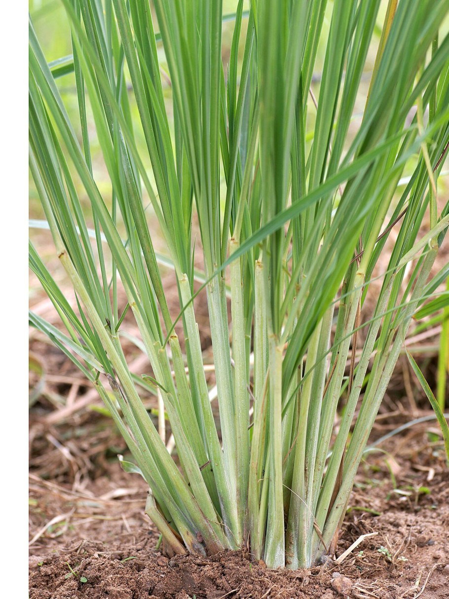 Лимонная трава Цитронелла