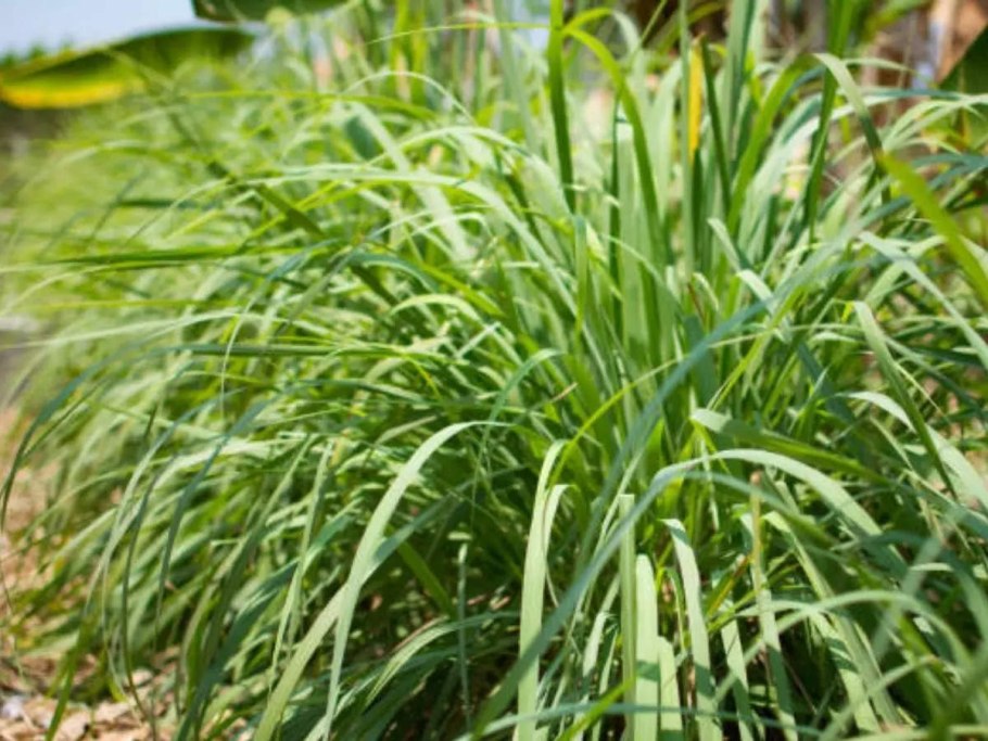 Лимонник цимбопогон