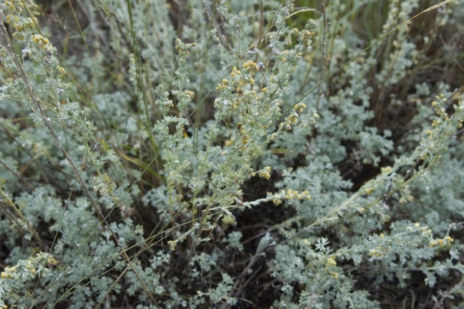 Artemisia frigida Willd. Полынь холодная