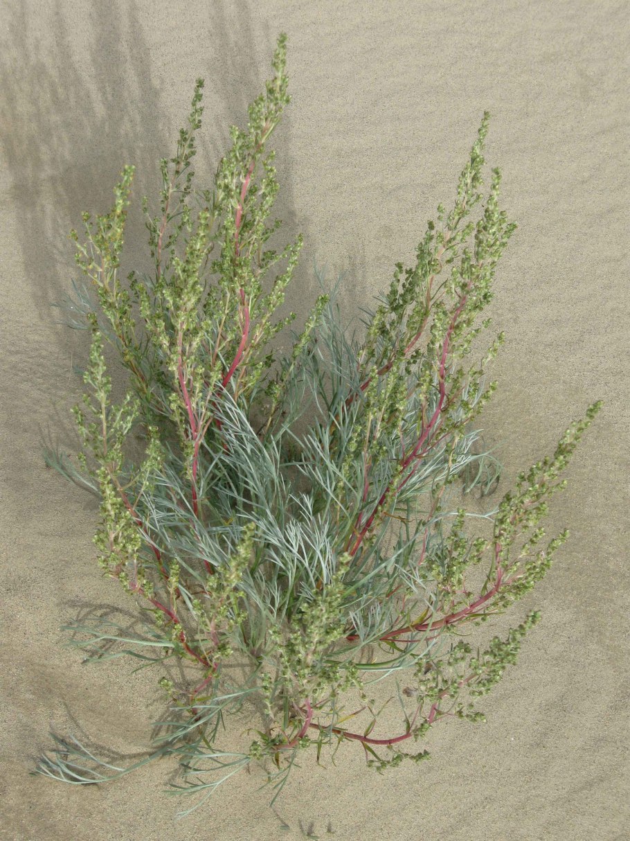 Artemisia californica Полынь