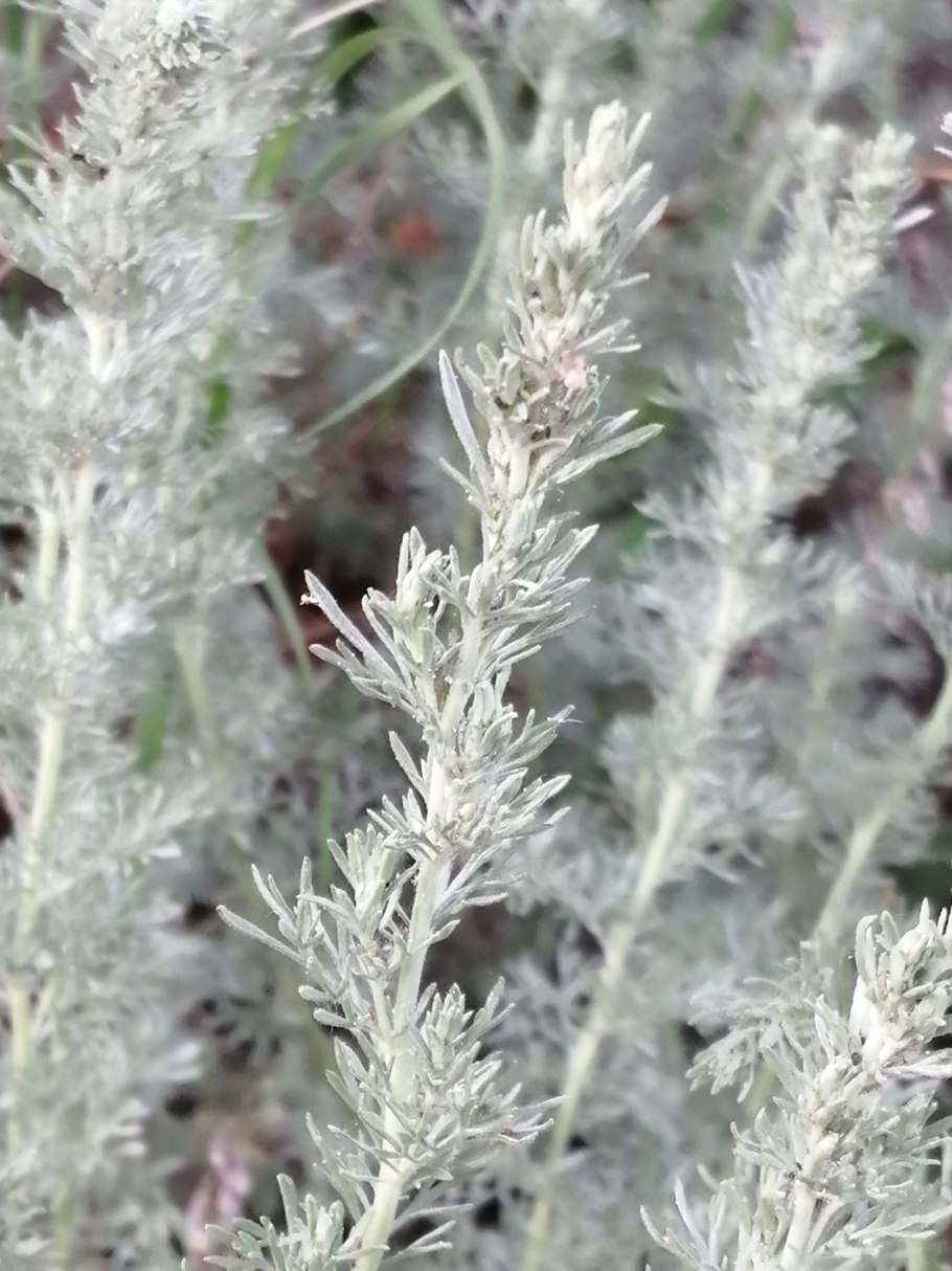 Artemisia Borealis
