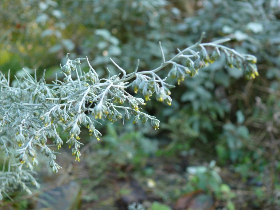 Полынь artemisia maritima