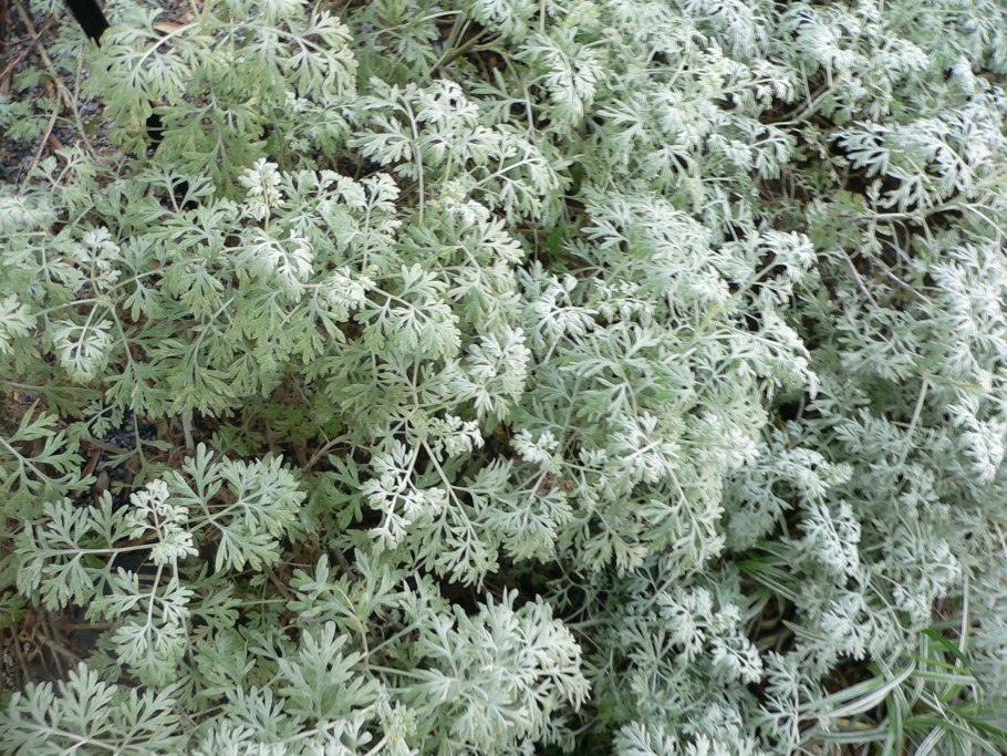 Полынь горькая artemisia absinthium