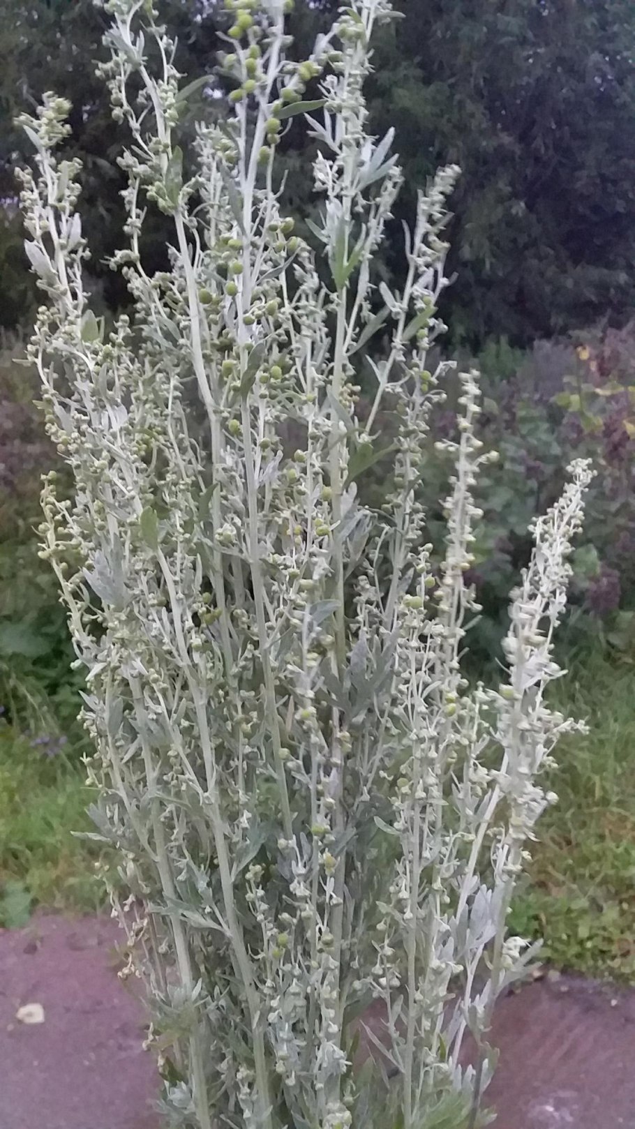 Полынь Artemisia