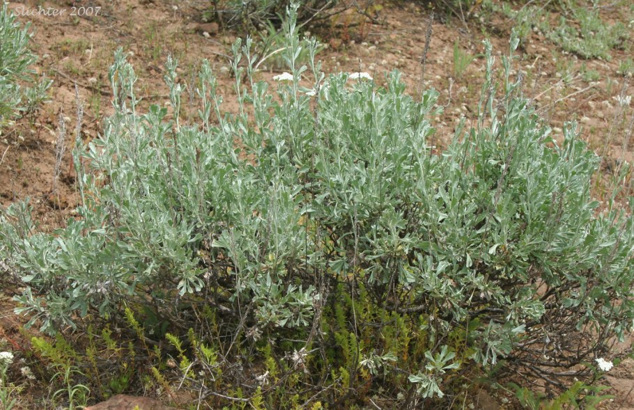 Полынь Лерха (Artemisia lercheana)