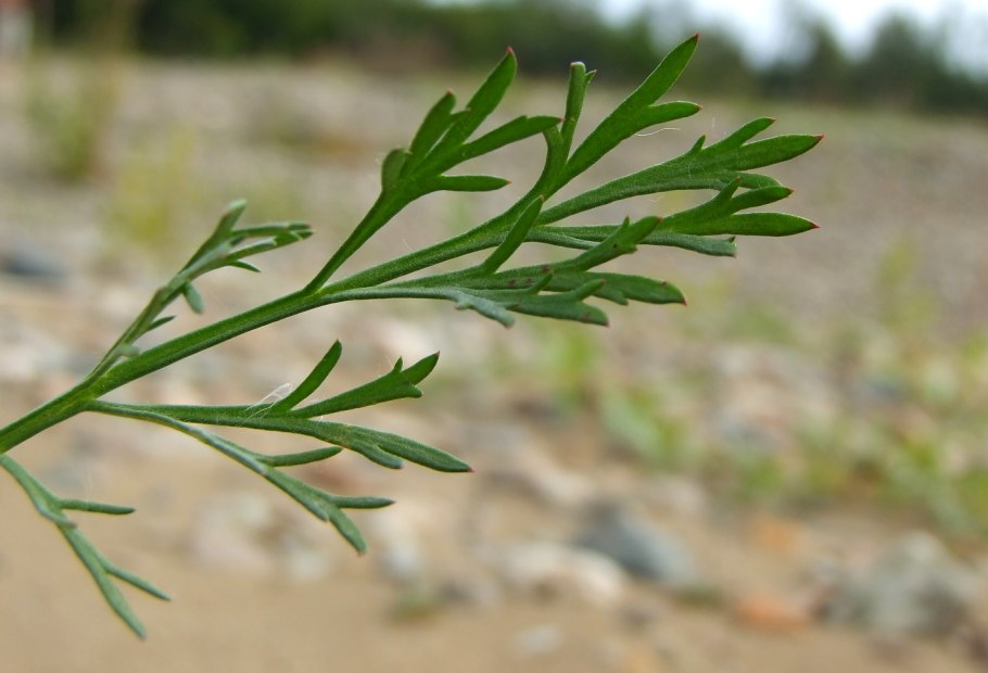 Artemisia vulgaris