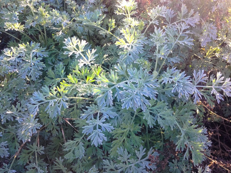 Полынь Вормвуд