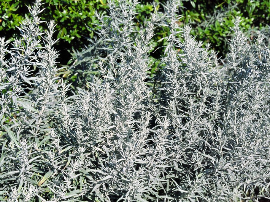 Полынь Каспийская Artemisia caspica