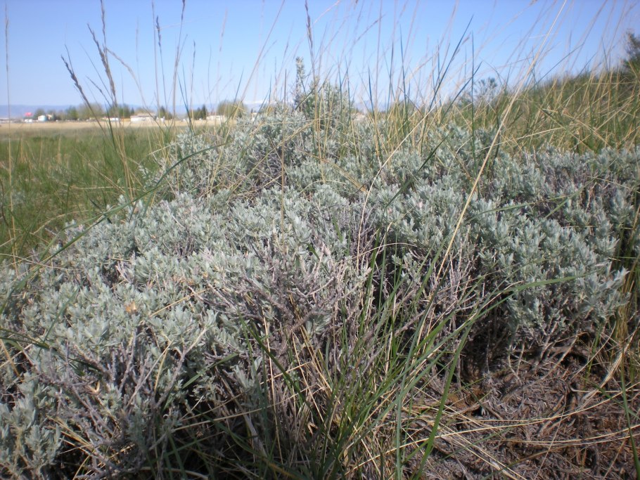 Полынь Людовика Silver Queen