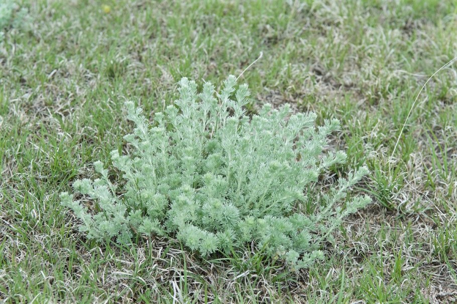 Полынь Приморская