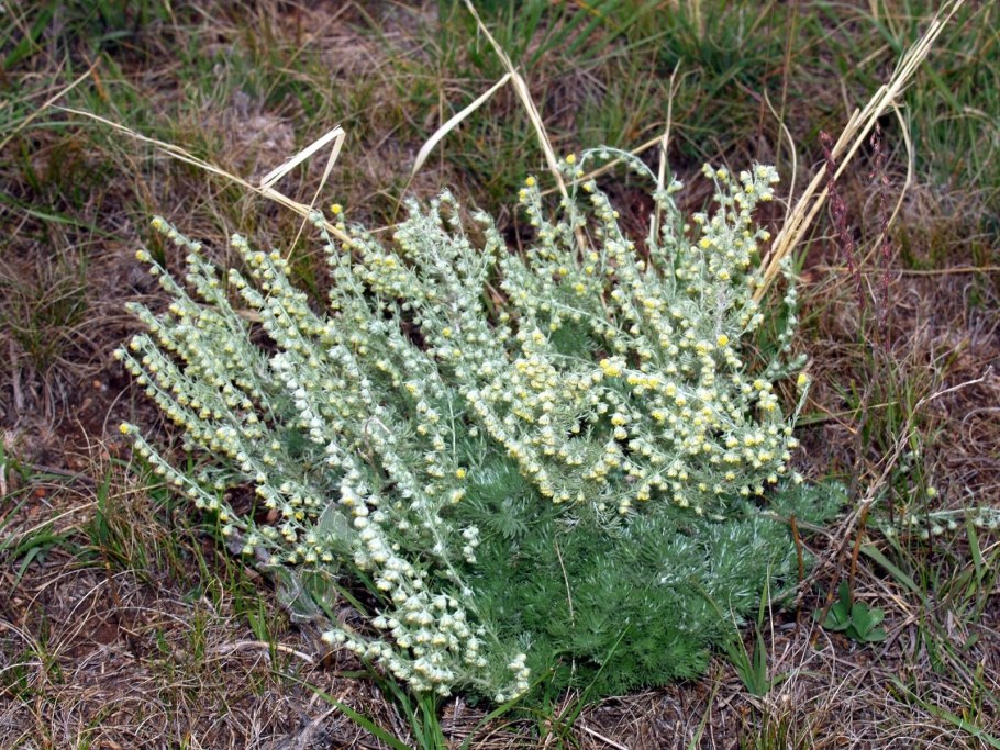 Полынь холодная artemisia frigida