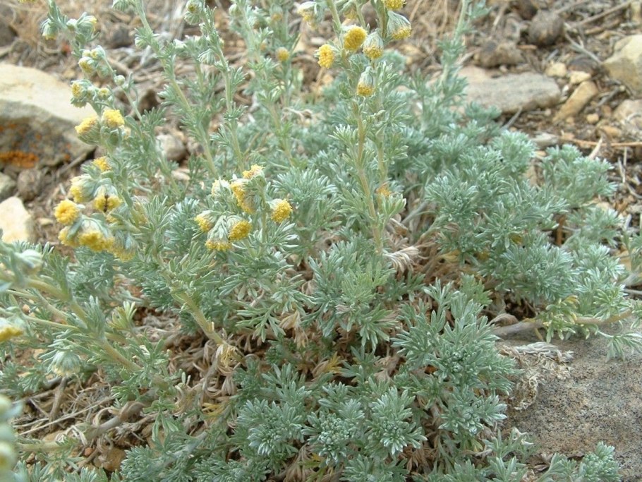 Полынь холодная artemisia frigida