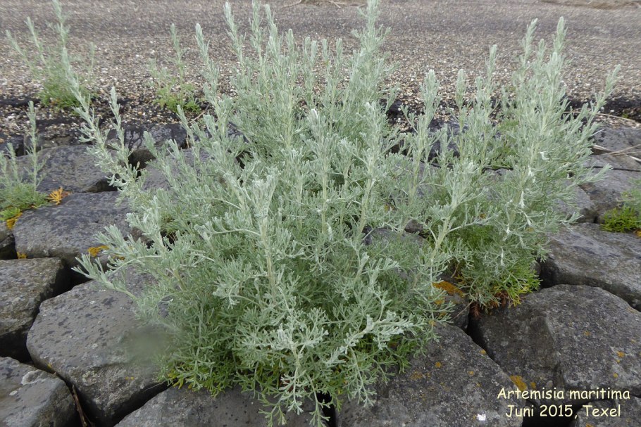 Полынь беловойлочная