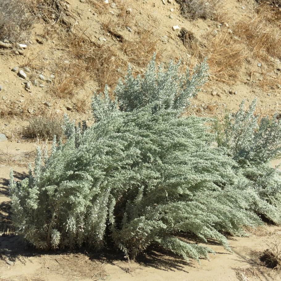 Полынь трёхзубчатая