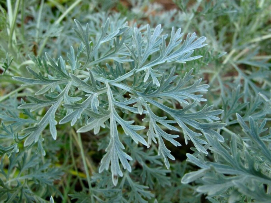 Полынь горькая artemisia absinthium
