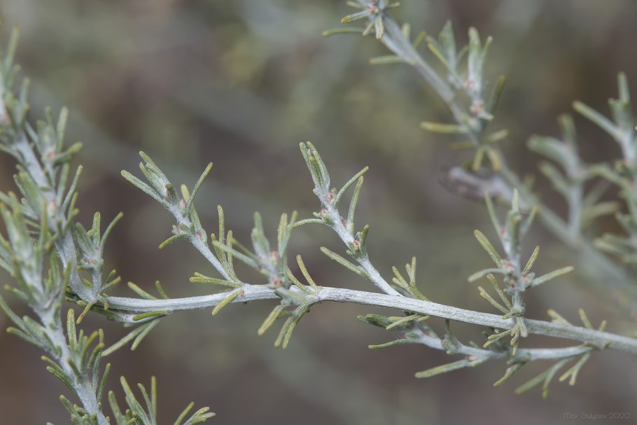 Artemisia californica полынь