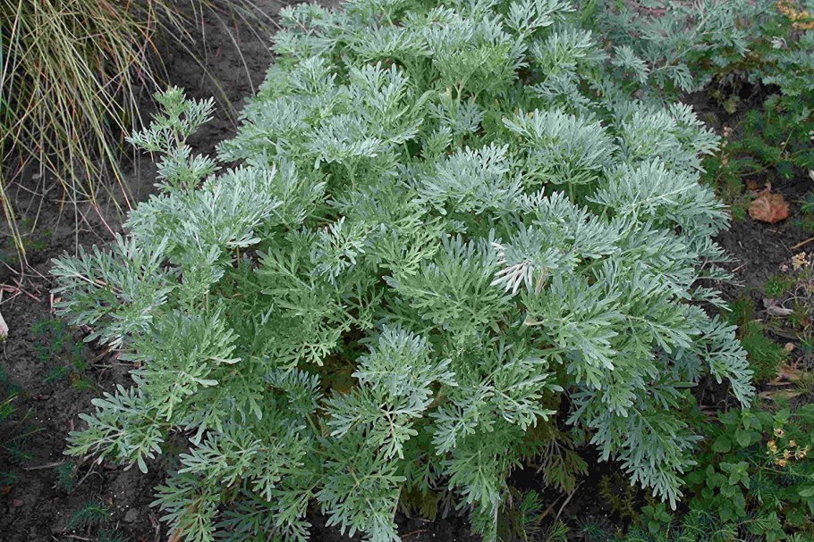 Полынь artemisia arborescens powis