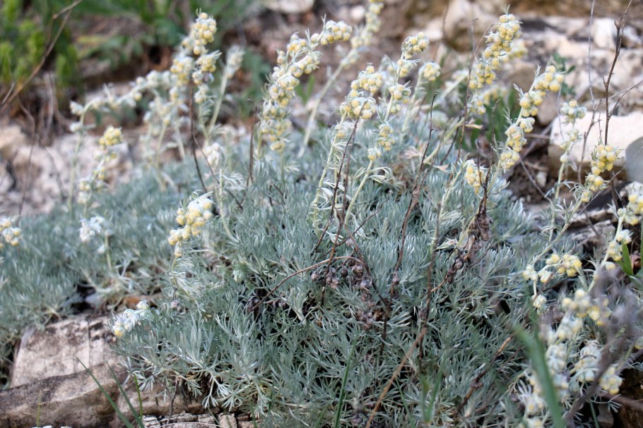 Полынь баргузинская — artemisia bargusinensis