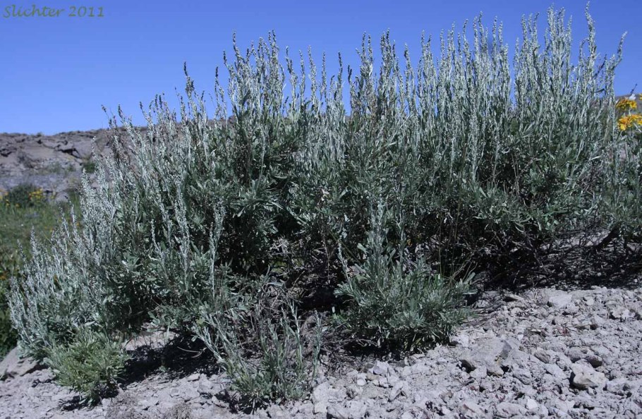 Полынь трехзубчатая (artemisia tridentata)