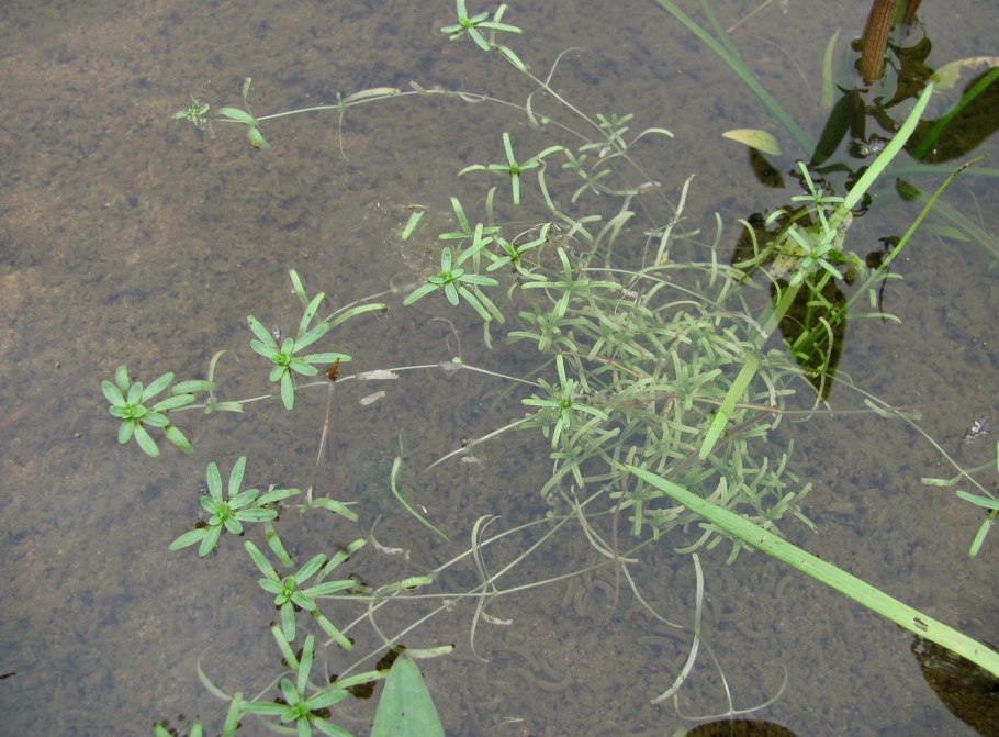 Болотник ситниковая