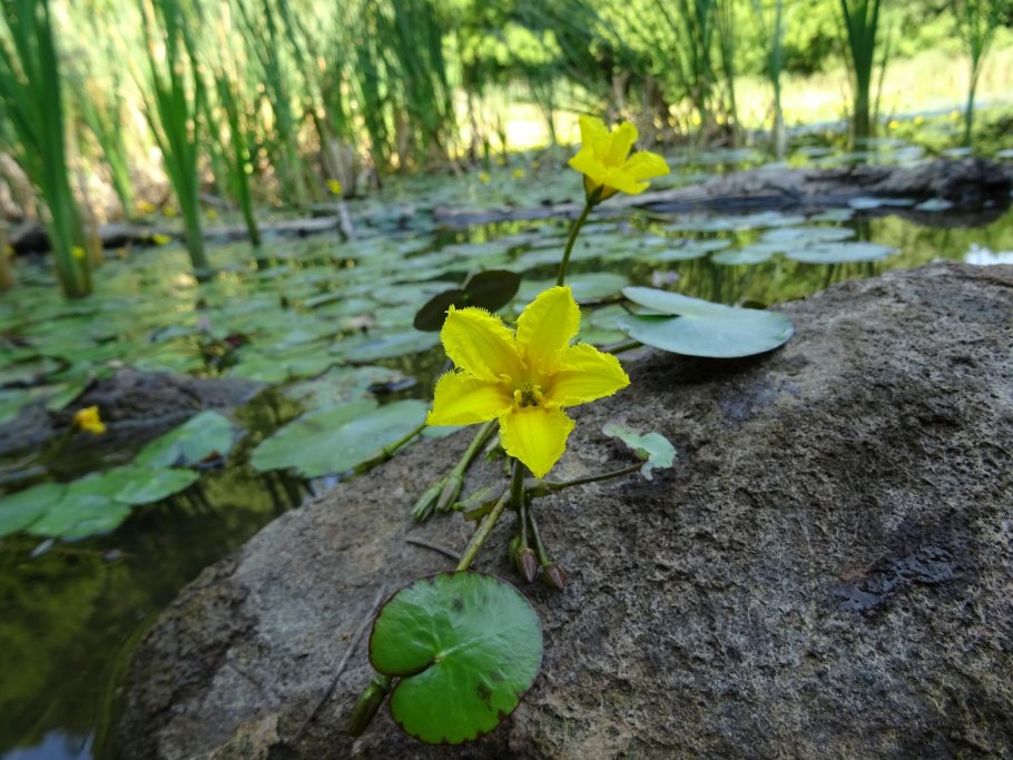 Болотник Кипарис
