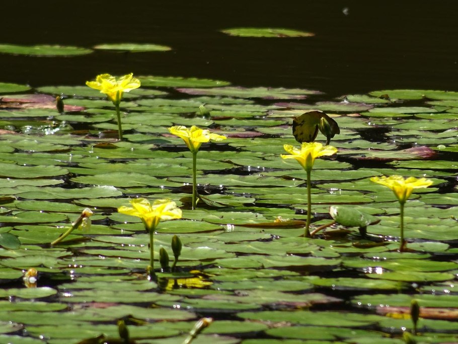 Болотник короткоплодный