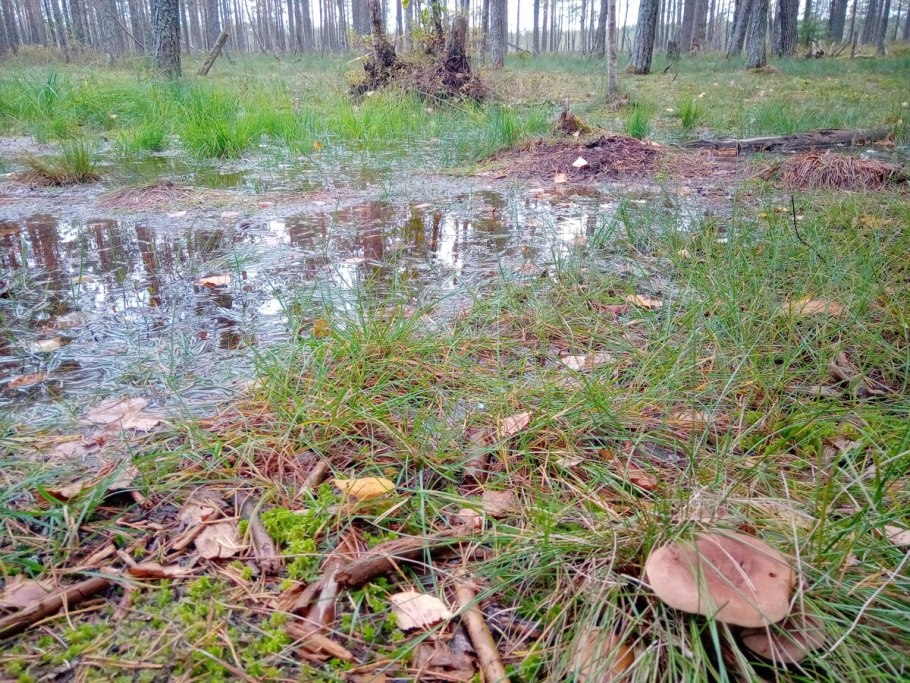 Валентина болотник