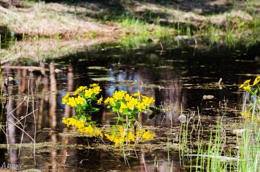 Станция дно болота