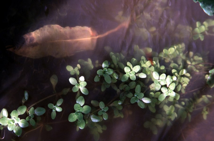 Callitriche stagnalis