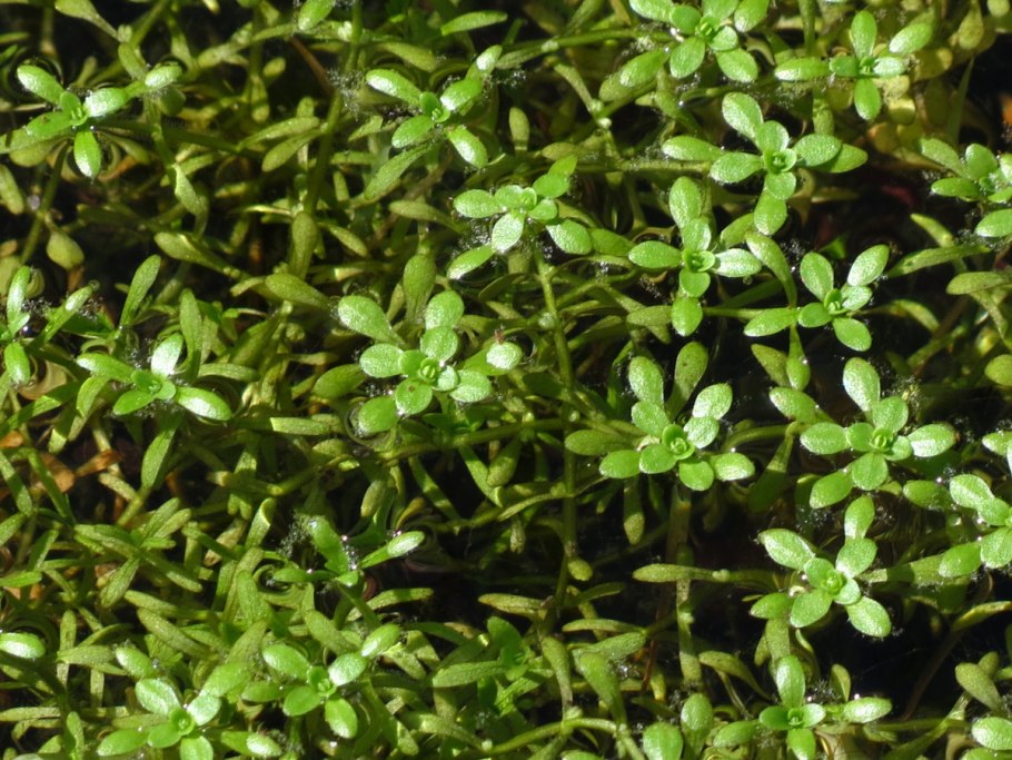 Callitriche palustris