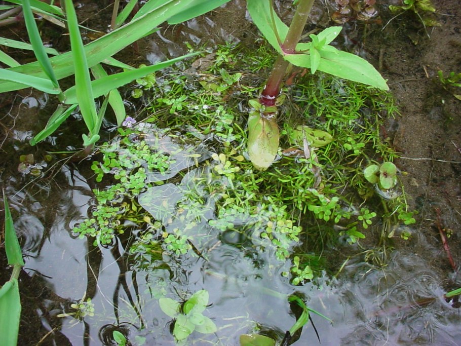 Дремлик болотный (Epipactis palustris)