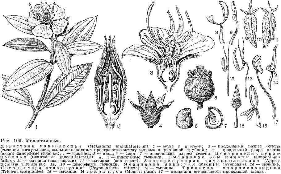 Цветок симаруба