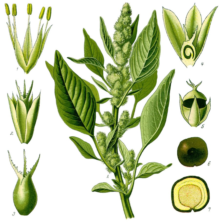 Calotropis gigantea (Калотропис)