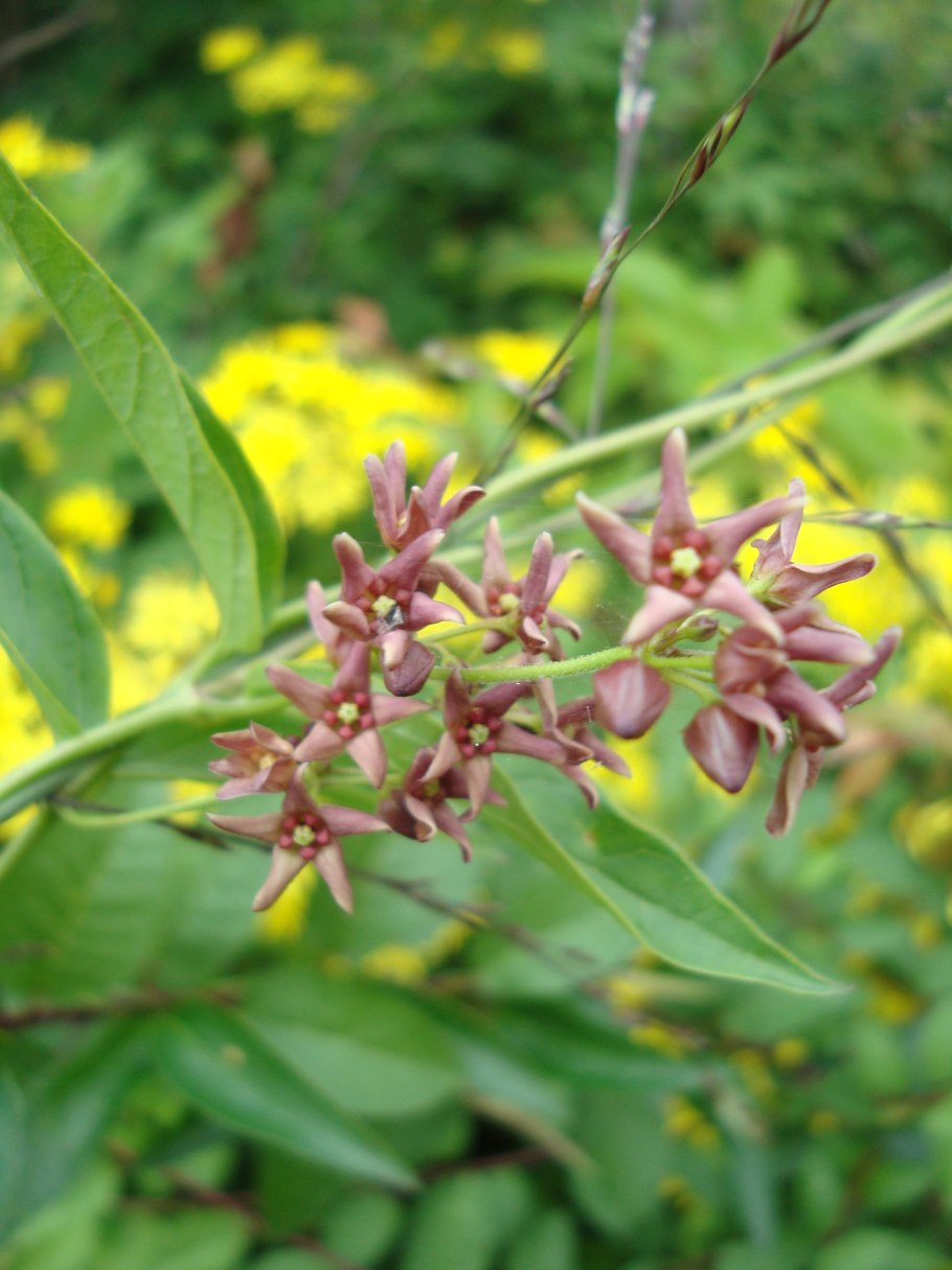 Гривелия Аспленифолиа