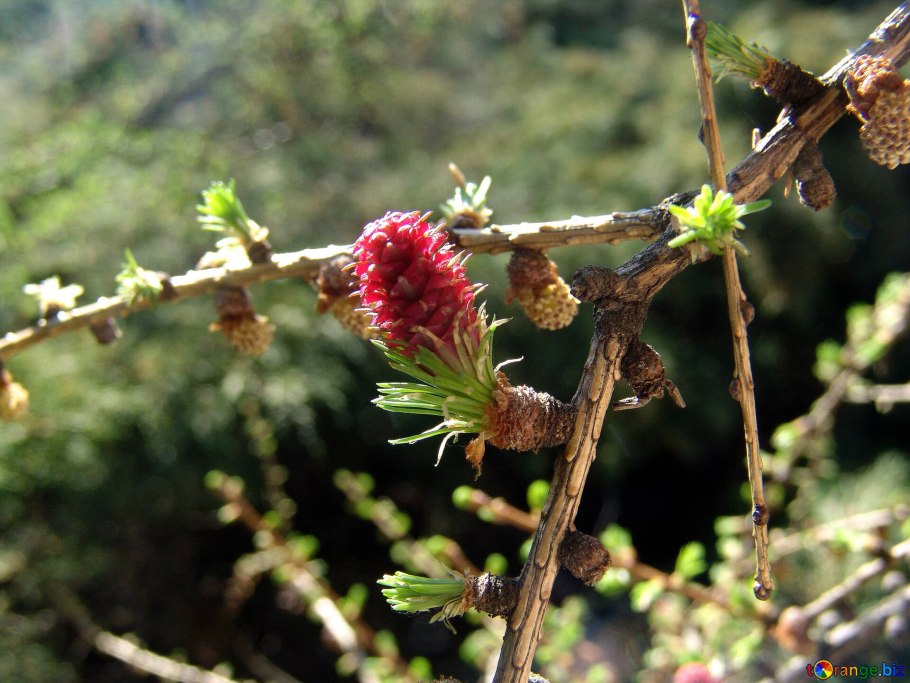 Лиственница Чекановского шишки