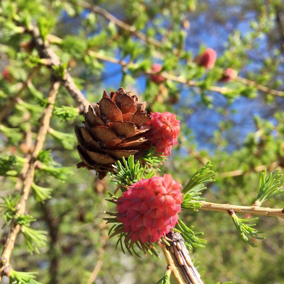 Лиственница Даурская семена