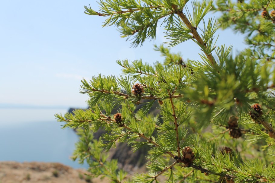 Лиственница Сукачева