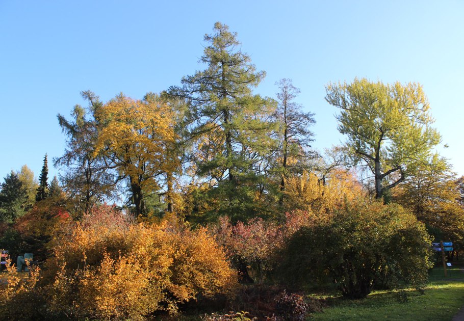 Лиственница Чекановского Larix × czekanowskii