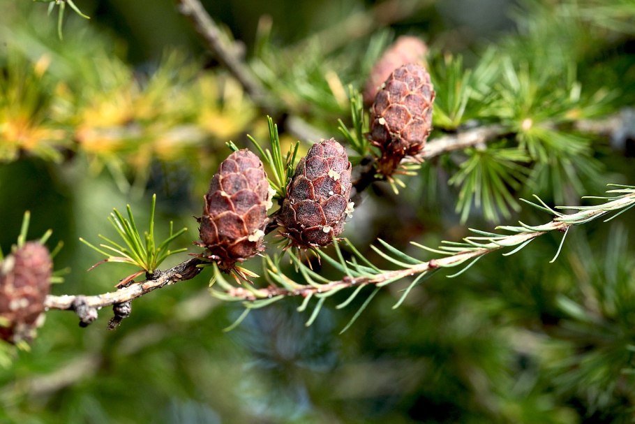 Лиственница Гмелина шишки