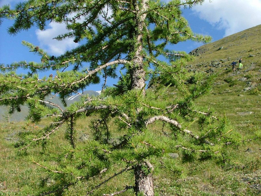 Лиственница Ольгинская