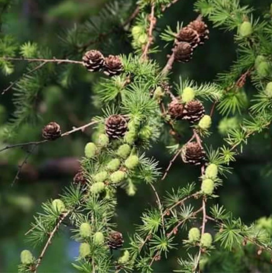 Лиственница Миддендорфа