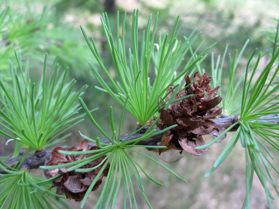 Лиственница сибирская larix sibirica